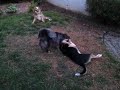 Otter, Kona, and Tbone playing