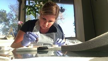 Melanie Berniklau Bacterial Morphology and Staining Techniques Part 1