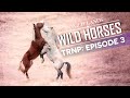 Wild lands wild horses presents theodore roosevelt national park  e3  bachelor stallions