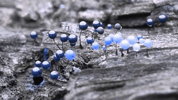 القارئ الشيخ فارس عياد سورة النجم أية 31 www.tvquran.com