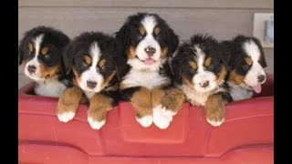 11 Bernese Mountain Dog puppies