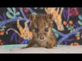 Rare Animal From Madagascar Born at Nashville Zoo