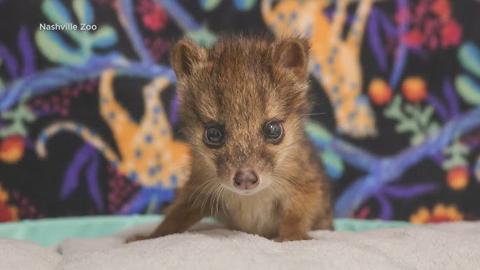 Rare Animal From Madagascar Born At Nashville Zoo