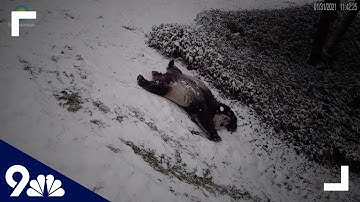 ADORABLE: Pandas play in fresh snow at National Zoo