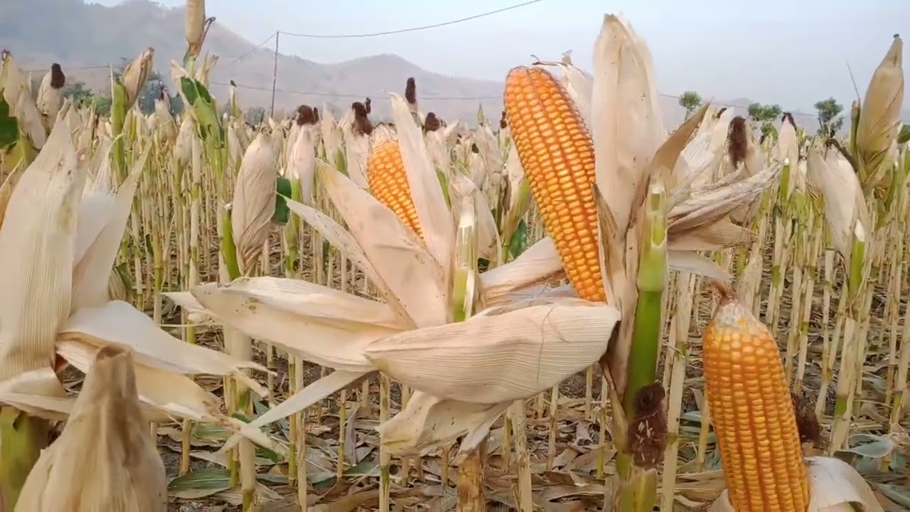 perbandingan jagung nk sumo dan nk perkasa jagung andalan petani