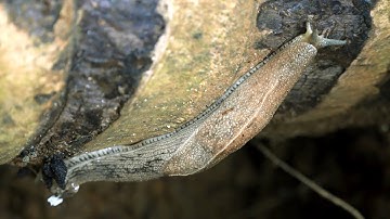 Snail Move | Snail Without Shell