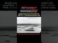 The Battle of Jutland (1916): Britain’s Strategic Victory Despite Heavy Losses #history