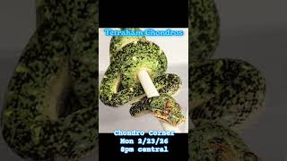 Live on@HerpCollectorsNetwork with me @Constrictly.business