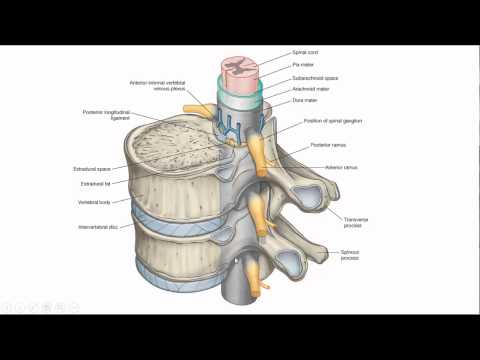 Video: T8 Thoracale Wervelsdiagram, Anatomie En Functie - Lichaamskaarten