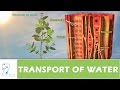 Transport of water