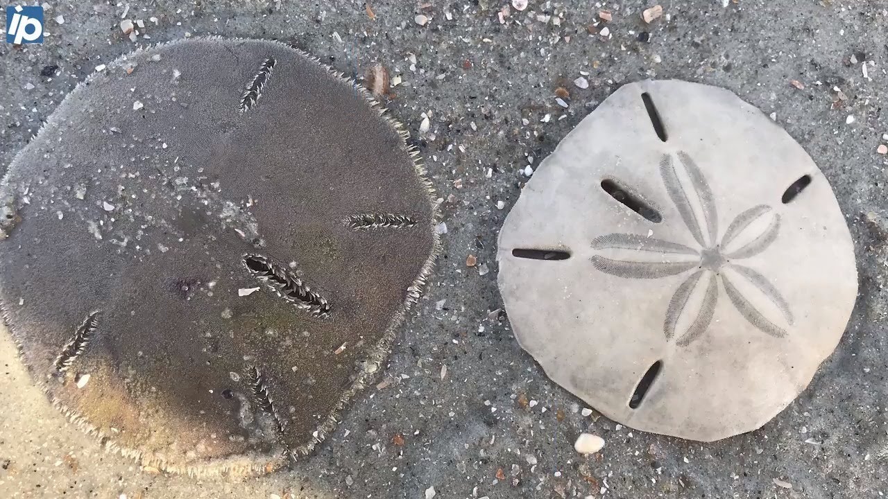 Story of the Sand Dollar