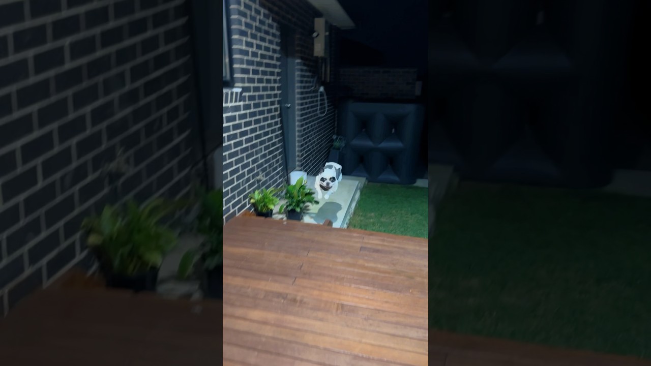 Watch French Bulldog rushing back home! He’s scared of darkness #frenchbulldog on YouTube Watch French Bulldog rushing back home! He’s scared of darkness #frenchbulldog on YouTube
