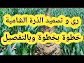 برنامج تسميد وري الذرة الشامية بالتفصيل خطوة خطوة