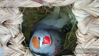 Zebra finch family