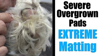 Overgrown Dog Pads & Feet | Extreme Matting! by Grooming By Rudy 2,155 views 5 months ago 8 minutes, 3 seconds