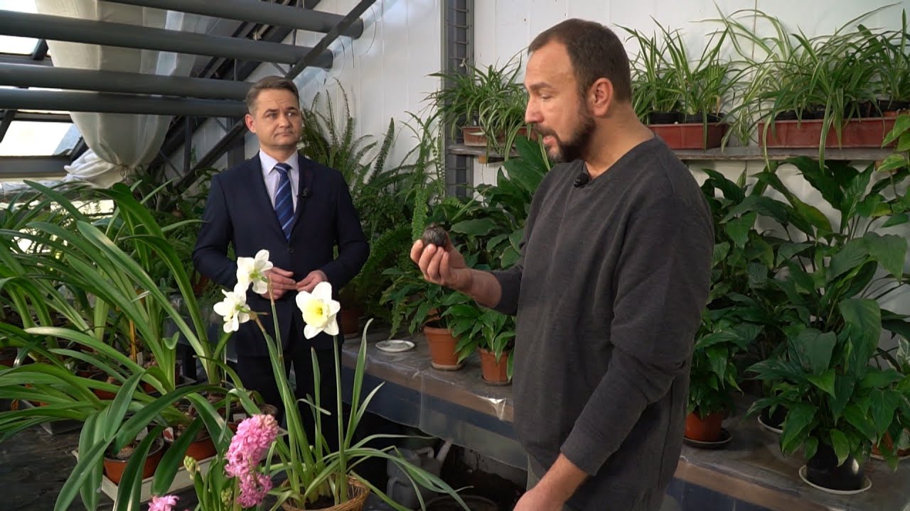 вырастить цветы к 8 марта