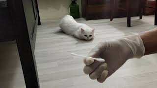 How to Help my Female Cat in Heat.(Cotton Bud)