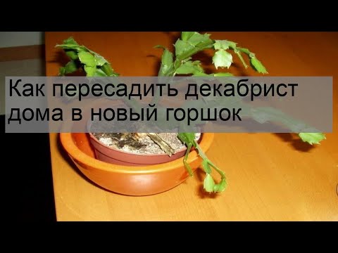 Видео: Вялый рождественский кактус: что вызывает увядание или вялость веток рождественского кактуса