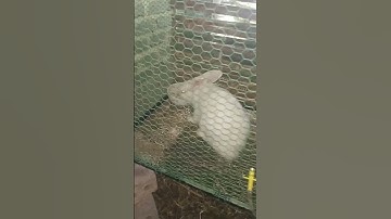 ngắm các bạn thỏ ăn chuối