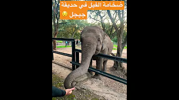 مشهد خيالي من حديقة جيجل فيل جيجل 