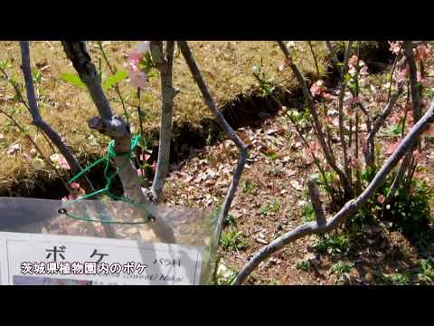 茨城県植物園～県民の森　モクレン、桜　２０１８年３月３１日