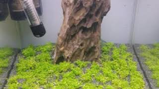 Time lapse 14 Days Hemianthus callitrichoides 