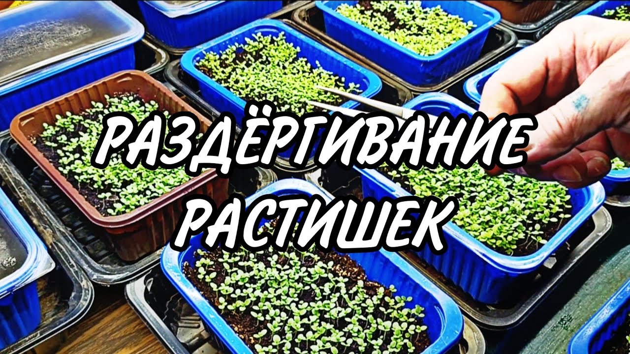 Раздëргивание растишек - YouTube