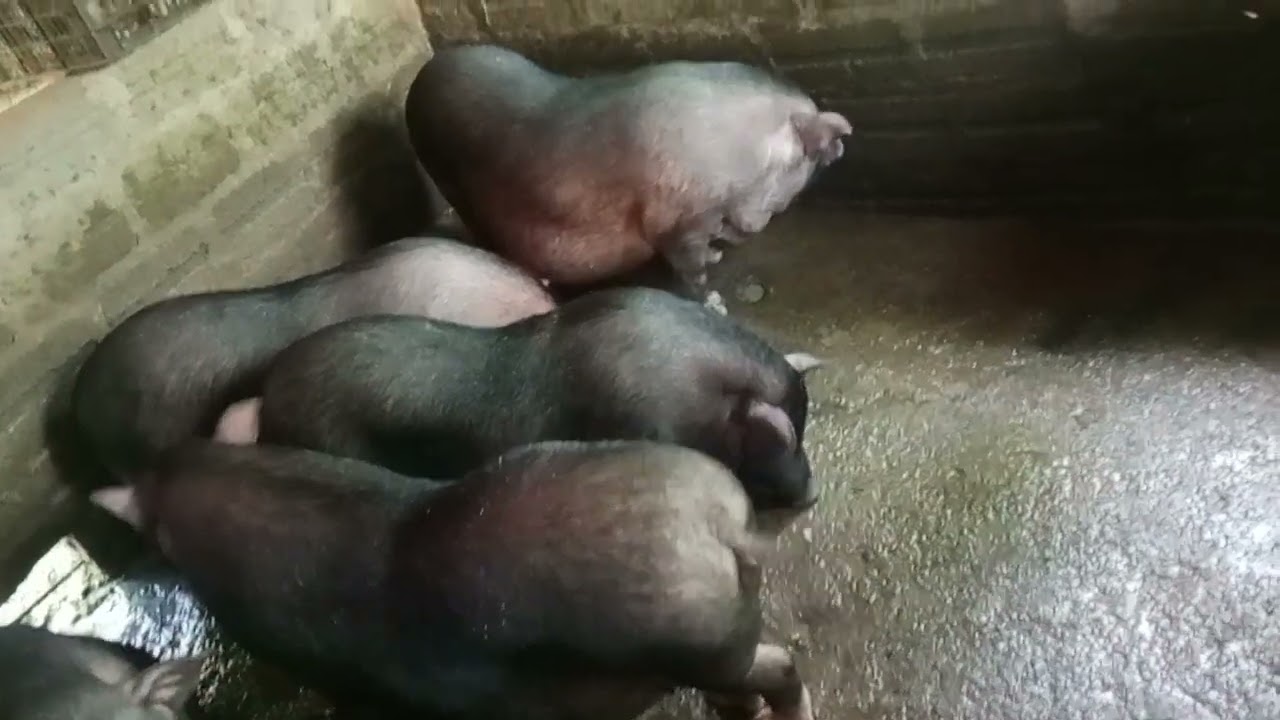 Cả một năm tích góp nuôi mấy con Lợn cuối cùng trắng tay 