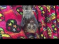 Old man bat Walter meets Lucky Lucy, an 8 week baby Flying-Fox