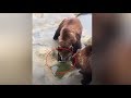 Embarrassed! Man accidentally throws iPhone to bears at a zoo