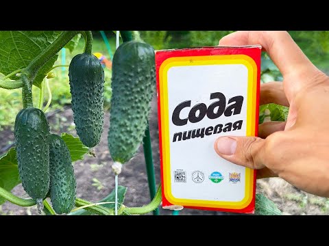 Срочно дайте Огурцам и Томатам соду и будете собирать урожай ведрами до Осени!!! Уход за Огурцами!
