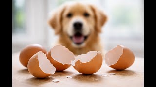 Can Dogs Eat Egg Shells? The Truth Every Owner Must Know My Dog Ate Egg Shells