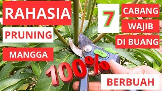 Tips & Trik, Rahasia Pruning Mangga Agar Cepat Berbuah