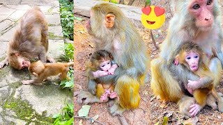 Funny and cute actions of wild monkeys, that you have never seen