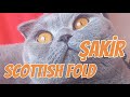 Scottish Fold Kedisi: #Sevimli, #Sakin ve #Sadık Dost | Kıvrık Kulaklı Kedi Irkı #kingshakir