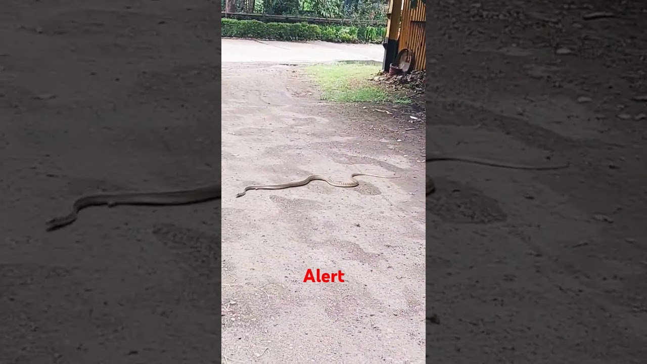 Snake alert 