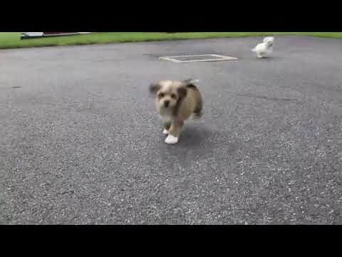YouTube video