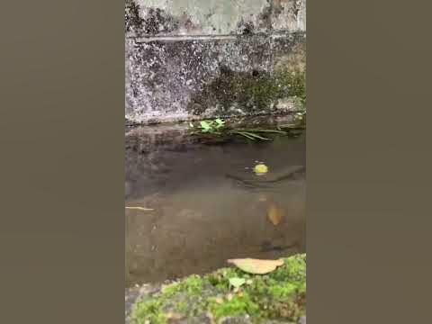НОВЫЙ ВИД НЕЗАЦЕПЛЯЙКИ. КРЭНКИ. КТО, ЧТО СКАЖЕТ? - YouTube