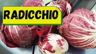 Radicchio