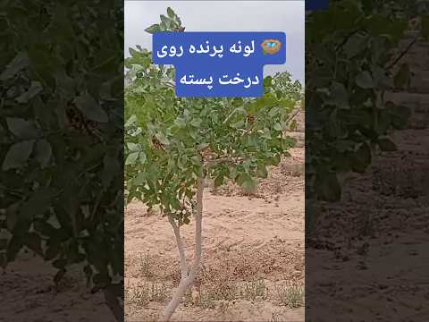 پرنده روی درخت پسته لونه کرده Plants Birds Nature Explore Agriculture Dailyvlog Village 