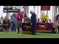 Border Terrier | Breed Judging (2019)