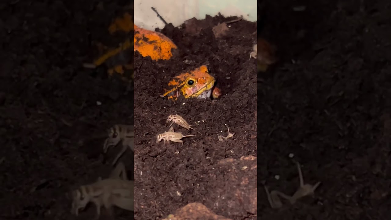 Винный узкорот 🐸 Tomato Frog 🐸 Dyscophus guineti