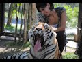 Hugging Tigers in Thailand