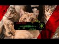 Mon Ta Boroi Kande" – The Ultimate Marriage Parody! 😂 | Viral Funny Song 2026