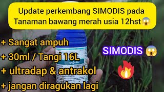 Update perkembangan SIMODIS pada tanaman bawang merah usia 12hst😱