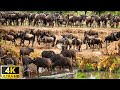 4K African Animals: The Great Wildebeest Migration - Scenic Wildlife Film With African Music