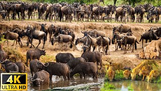 สัตว์แอฟริกัน 4K: The Great Wildebeest Migration - ภาพยนตร์สัตว์ป่าที่สวยงามพร้อมดนตรีแอฟริกัน