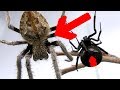 Redback Spider Vs Giant Hairy Scary Orb Spider Amazing Sucking Fluids Spider Feeding