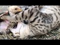 The Naughty Animals Is Live!