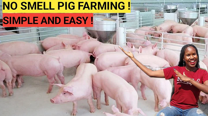 How To START A PIG FARM Business As A BEGINNER! ( DETAILED )| 2023 - DayDayNews